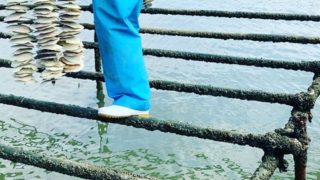 今年も、自社種採取　成功